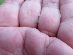 Enneapogon nigricans