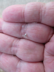 Enneapogon nigricans