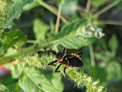 Apiomerus flaviventris