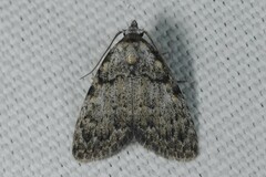 Meganola strigula
