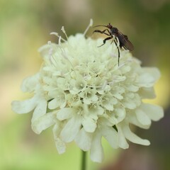 Empidoidea