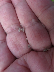 Enneapogon nigricans