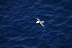 Fulmarus glacialis