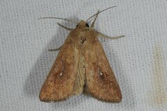 Mythimna albipuncta