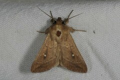 Mythimna albipuncta