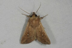 Mythimna albipuncta