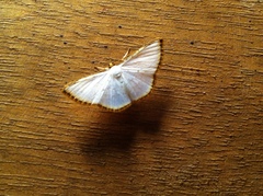 Leuciris