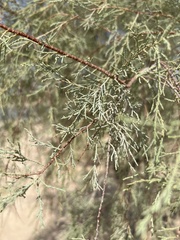 Tamarix