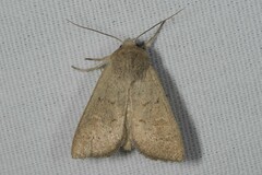 Mythimna ferrago