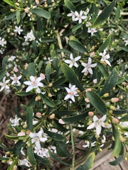Philotheca myoporoides