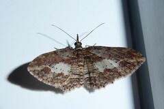 Chloroclystis filata