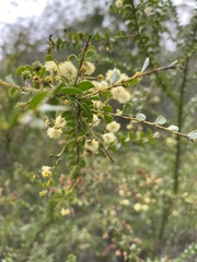 Acacia hubbardiana