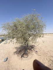 Tamarix