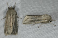 Mythimna riparia