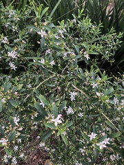 Philotheca myoporoides