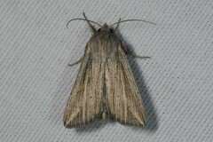 Mythimna riparia