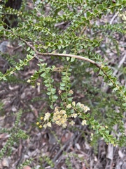 Acacia hubbardiana