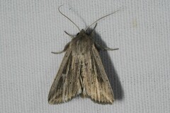 Mythimna riparia