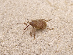 Curculio