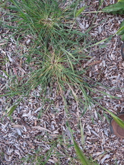 Hordeum murinum glaucum