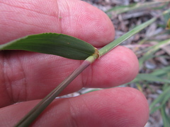 Hordeum murinum glaucum