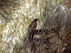 Acanthagenys rufogularis