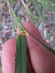 Hordeum murinum glaucum