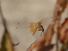 Trithemis kirbyi