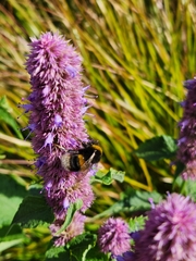 Bombus terrestris