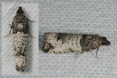 Notocelia incarnatana