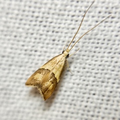 Crocanthes prasinopis