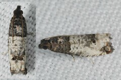 Notocelia incarnatana