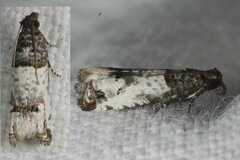 Notocelia incarnatana