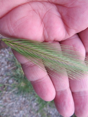 Hordeum murinum glaucum