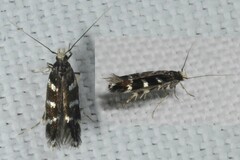 Eulamprotes wilkella