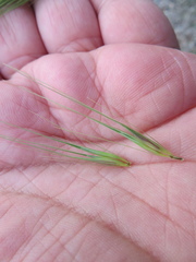Hordeum murinum glaucum