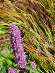 Bombus terrestris