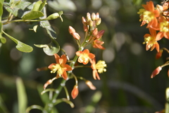 Bulbine frutescens