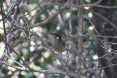 Meliphaga lewinii