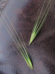 Hordeum murinum glaucum