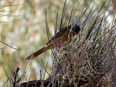Acanthagenys rufogularis