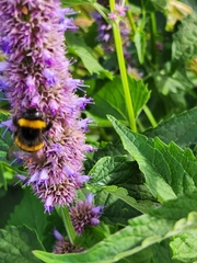 Bombus terrestris