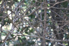 Meliphaga lewinii