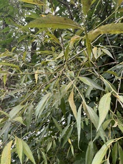 Salix × fragilis