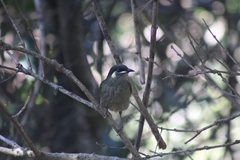 Meliphaga lewinii