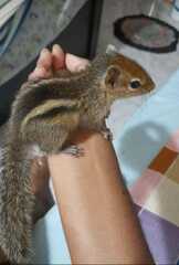 Funambulus palmarum