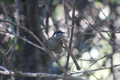 Meliphaga lewinii