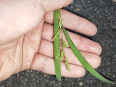 Echinochloa colona