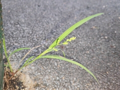 Echinochloa colona