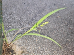 Echinochloa colona